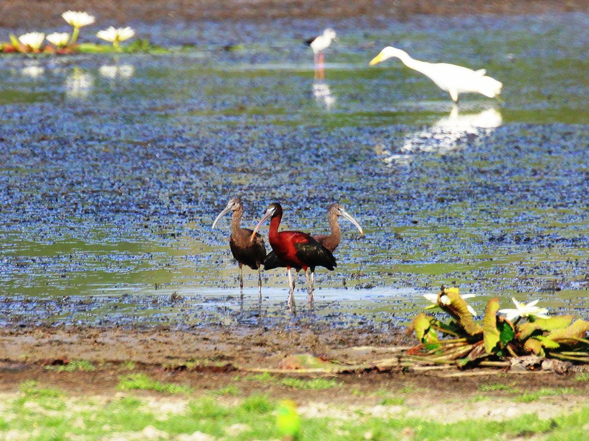 푸탈람 The Ibis - Wilpattu 빌라 외부 사진